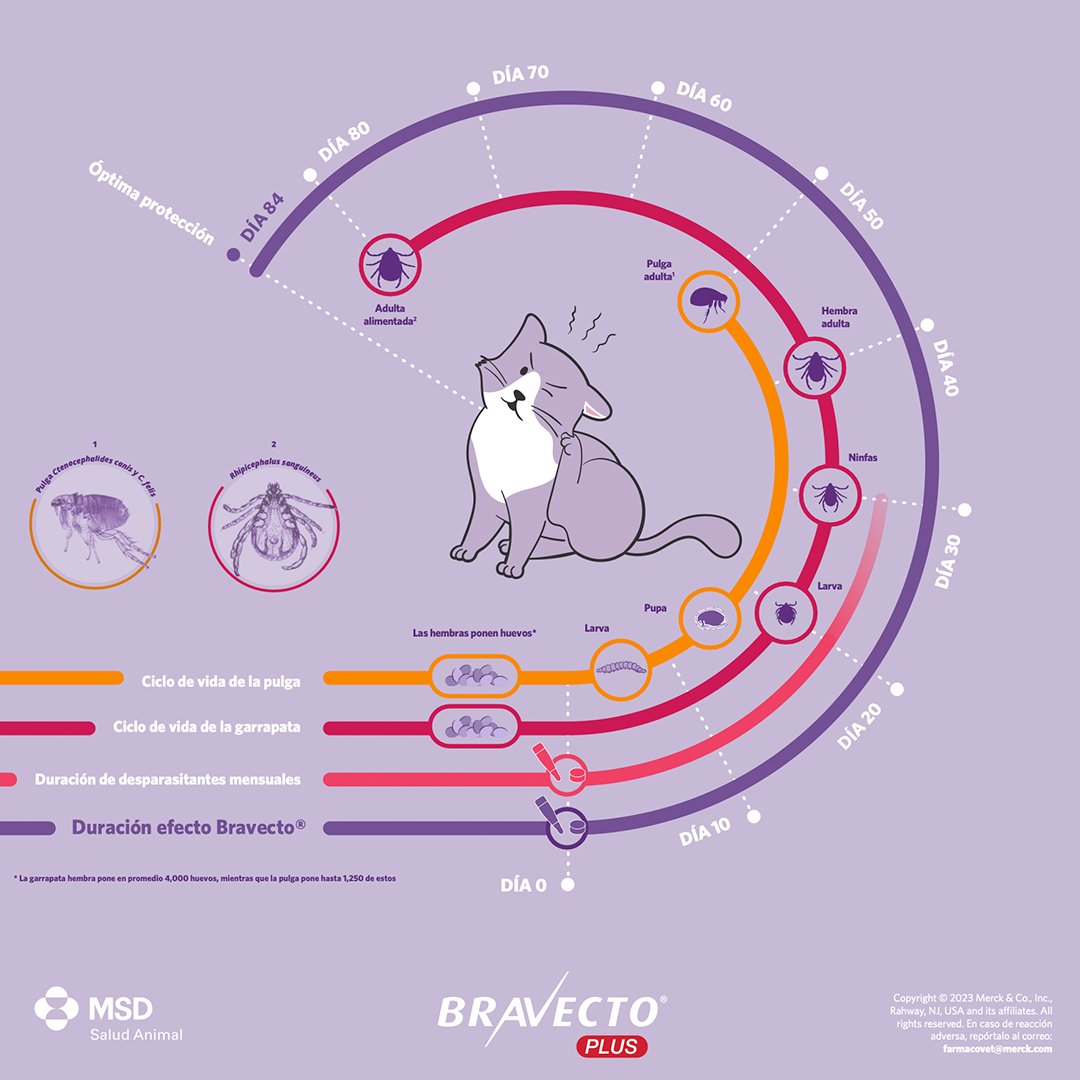 BRAVECTO PLUS GATO >6.25-12.5 KG 1x1.79ml (500 MG) - Imagen 4