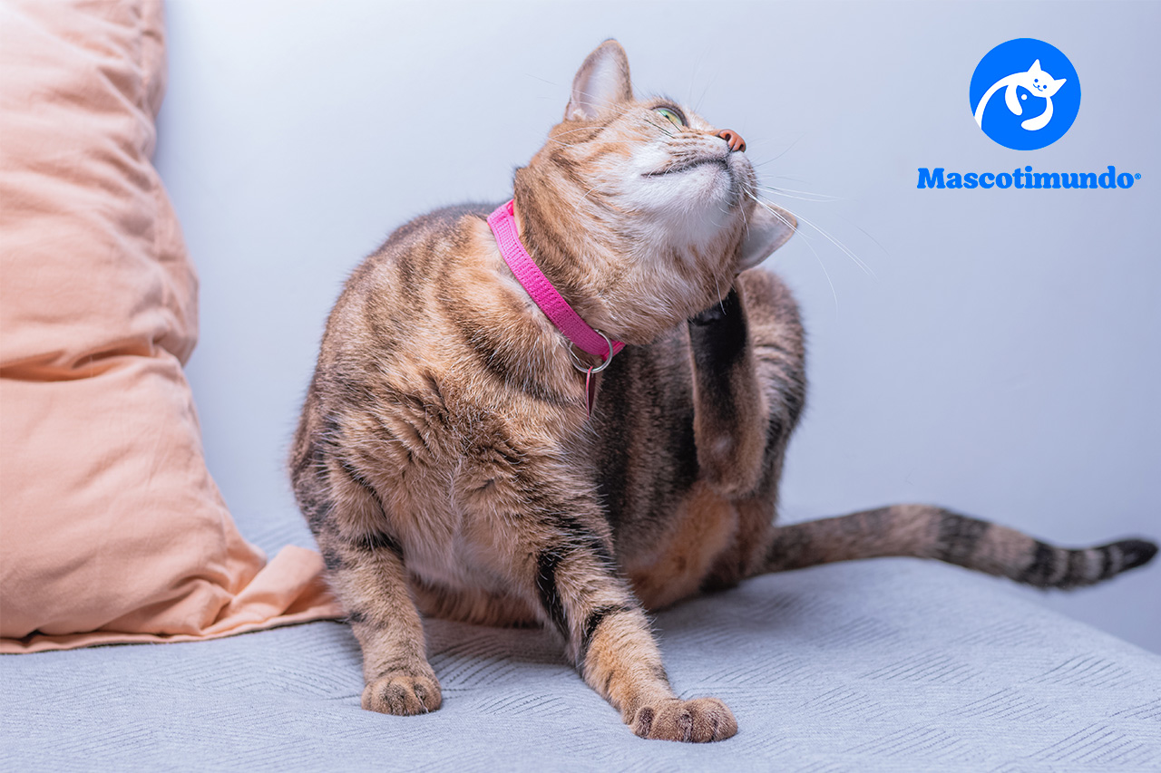 Antipulgas para gatos