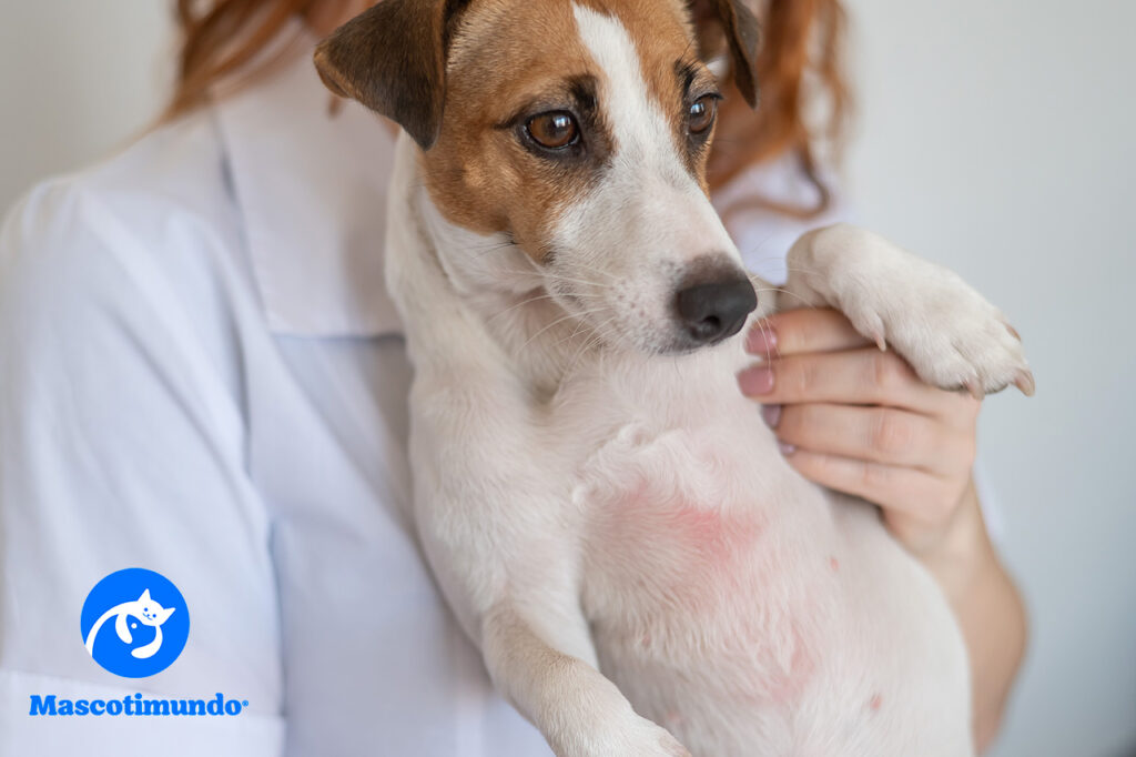 Apoquel: La Solución para el Prurito y las Enfermedades Alérgicas Cutáneas en Perros