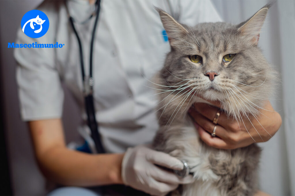 Inodil: La Solución Segura para la Insuficiencia Cardiaca en Perros y Gatos