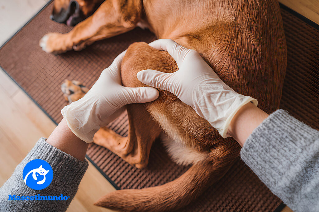 Alivio para el Dolor e Inflamación en Mascotas