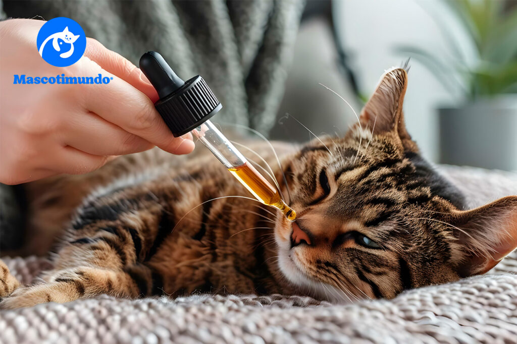 Medicamentos para Aliviar el Dolor y la Inflamación en Perros y Gatos