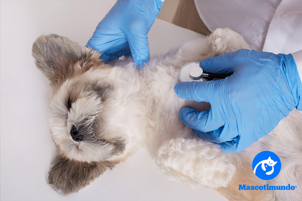 Medicamentos para Mascotas con Problemas del Corazón