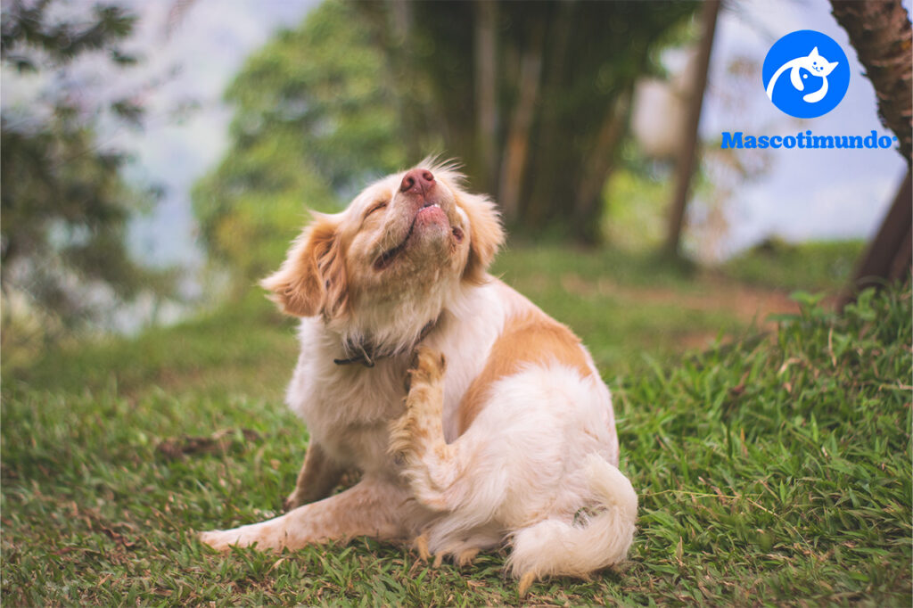 Medicamentos Antiparasitarios para Mascotas