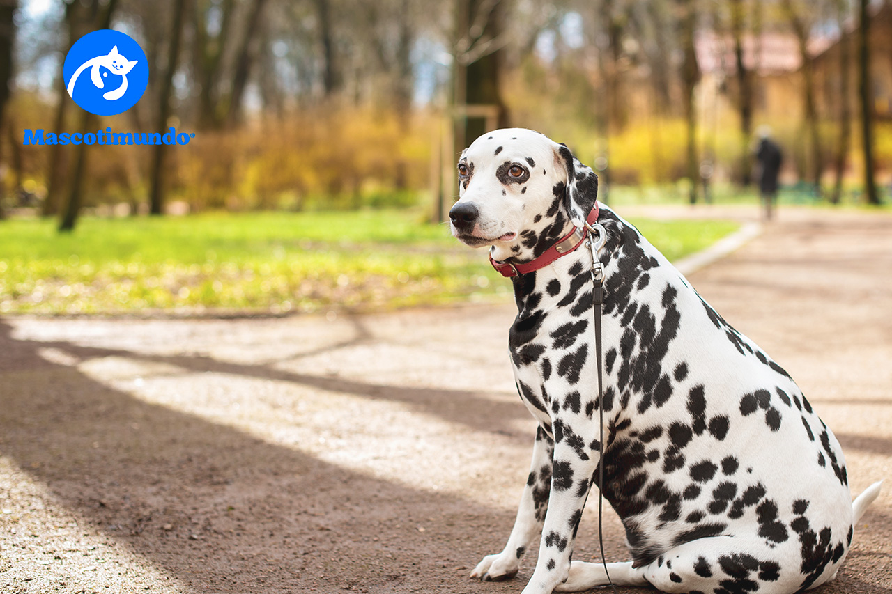 Medicinas para Problemas Hormonales en Perros y Gatos