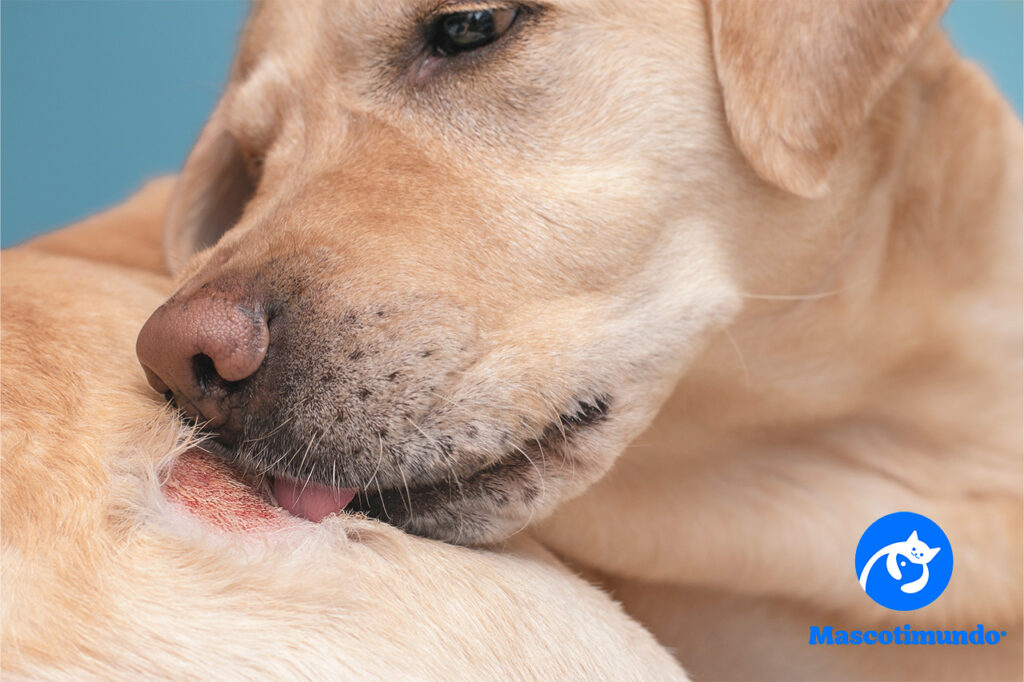 Soluciones para Problemas de Piel en Mascotas