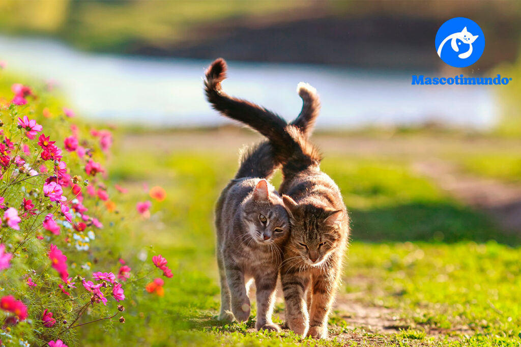 Mejor antipulgas para gatos