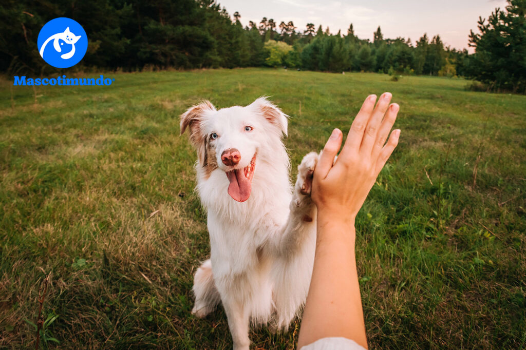 Mejor antipulgas para perros