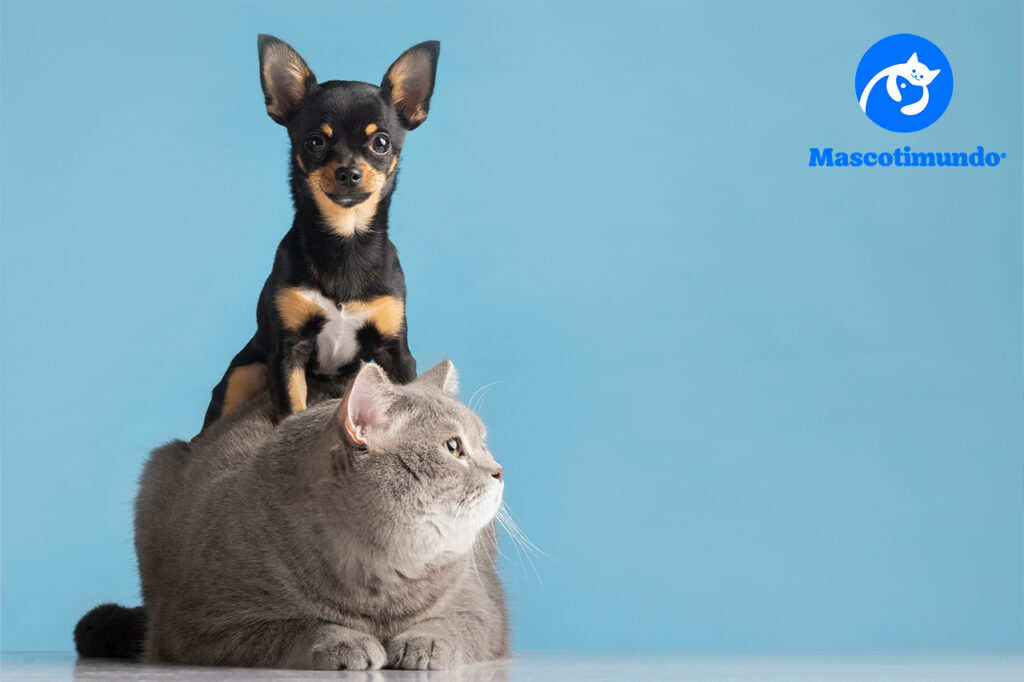 ¿Qué antipulgas es el mejor para mi perro según veterinarios?