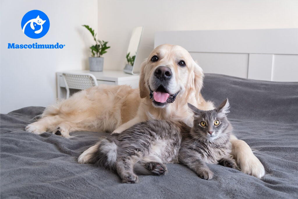 Medicinas dermatológicas para perros y gatos