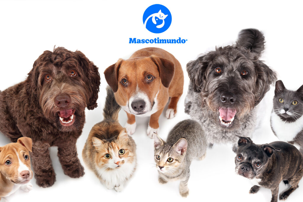 Guía de Antiparasitarios para Mascotas