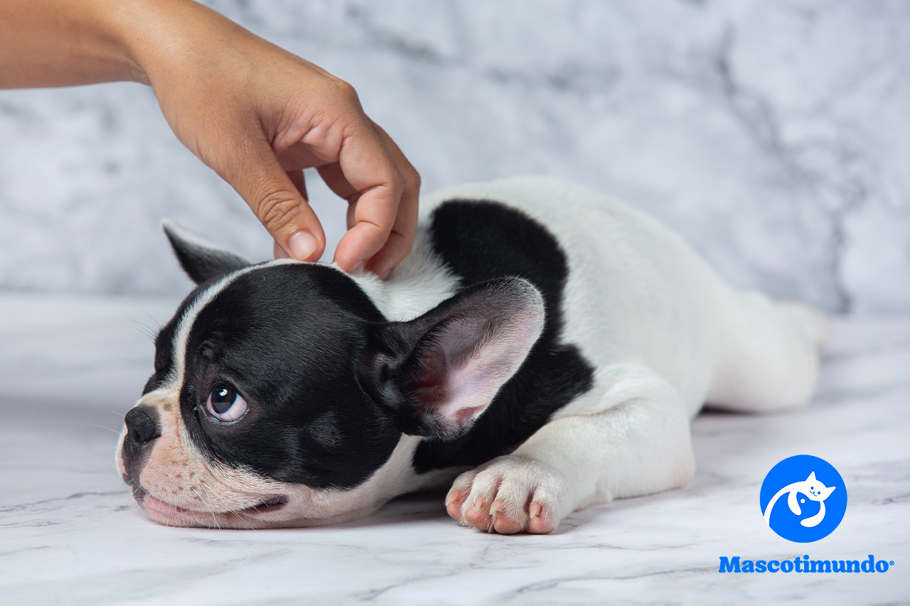 Tratamiento para Dermatitis Atópica, Alergias y Comezón en Perros