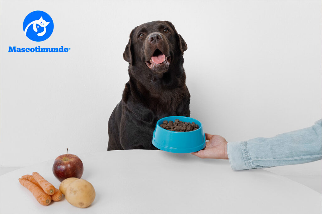 Alimentos Prohibidos para Perros